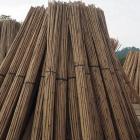 Natural Bamboo Patryk Pajor