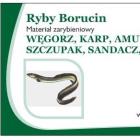 Ryby Borucin logo