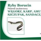 Ryby Borucin