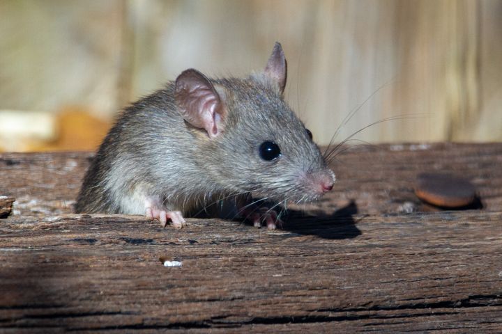 Jak pozbyć się szczurów? 9 pomysłów na szkodniki